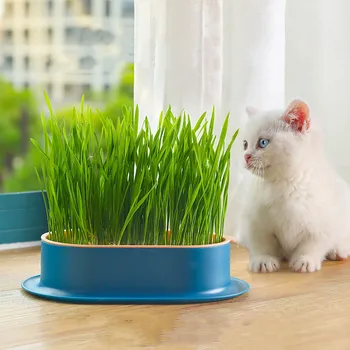 Новое блюдо для выращивания домашних кошек, горшок для выращивания гидропонных растений, блюдо для закваски для проращивания кошачьей травы, коробка для выращивания в теплице